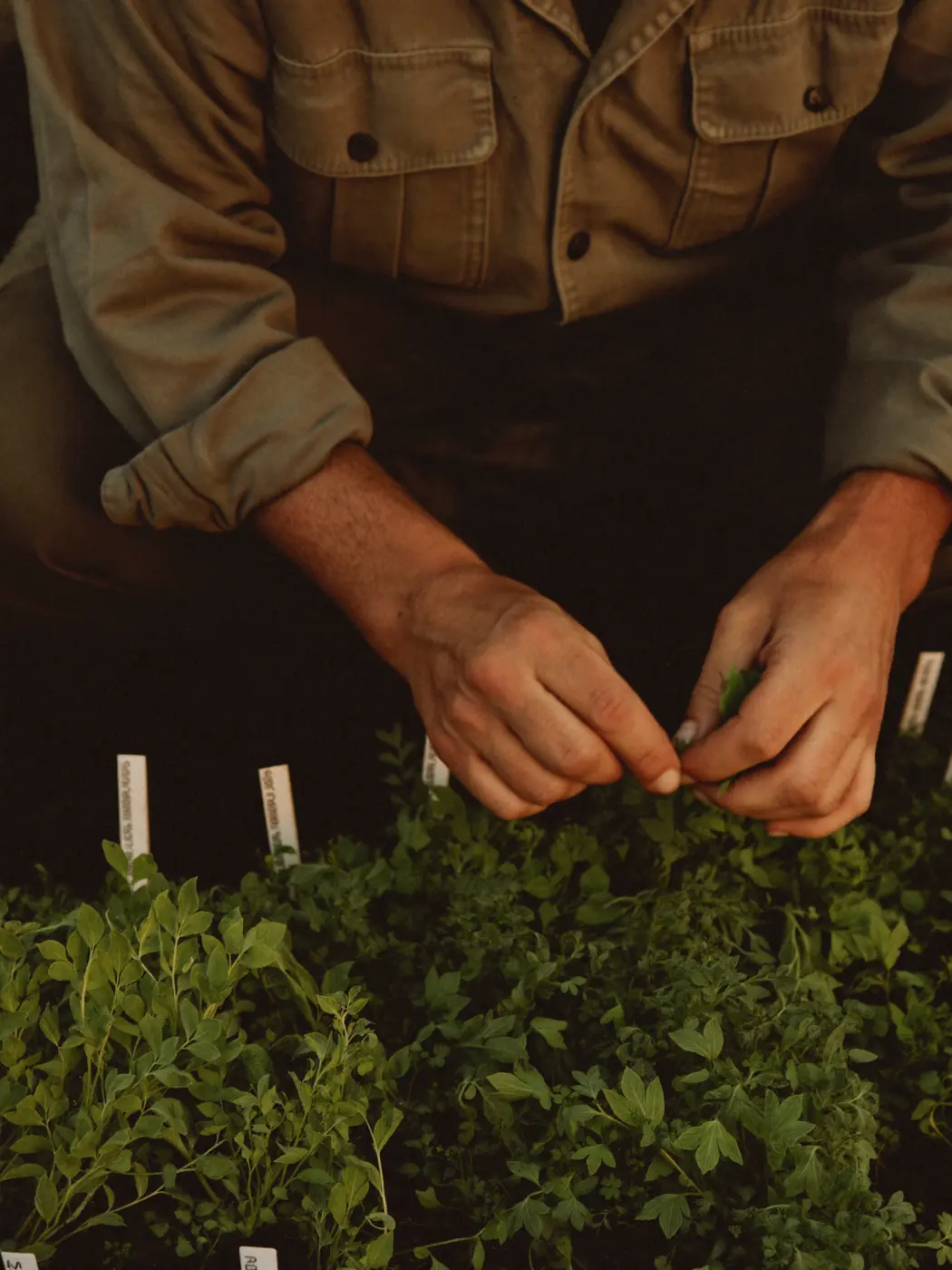 A grower carrying a crate of just-picked vegetables through the beds
