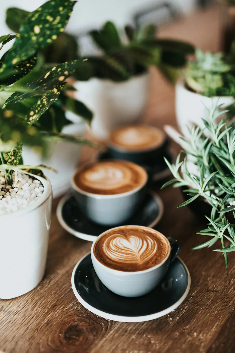 Coffee farm landscape